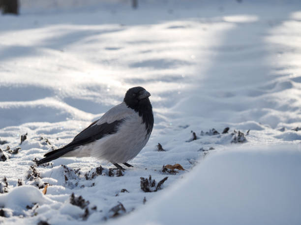 istock Bird crow winter in the Park. 922546336