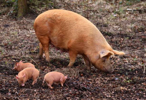 istock Tamworth pig and piglets 922546398