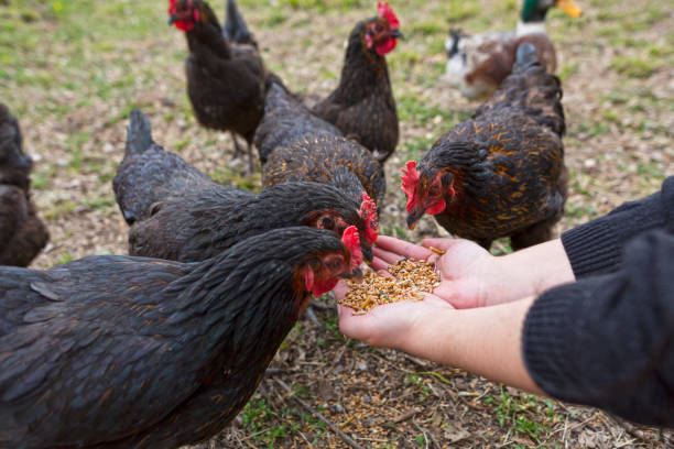 istock Female Hand  Feeding Chicken with Wheat in the Garden 922546610