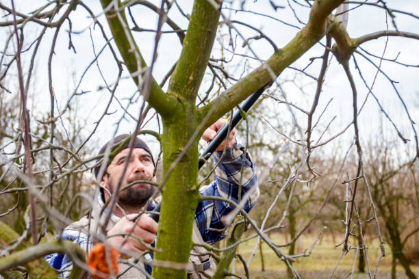 istock Gardener is cutting branches, pruning fruit trees with long shears in the orchard 922546870