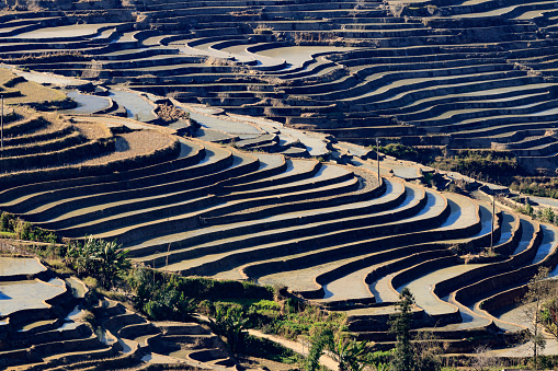 Paddy fileds, rice terrace in Yunnan province, China