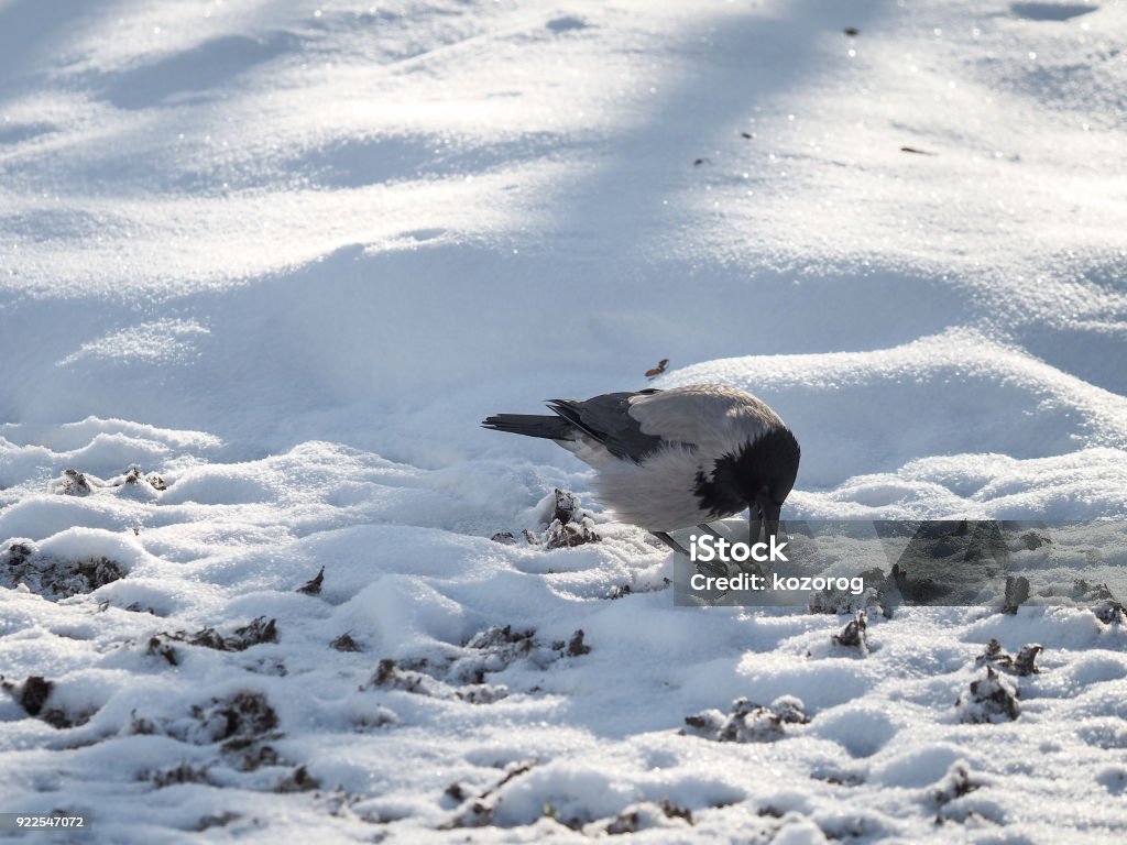 Vogel-Krähe-Winter im Park. - Lizenzfrei Feder Stock-Foto