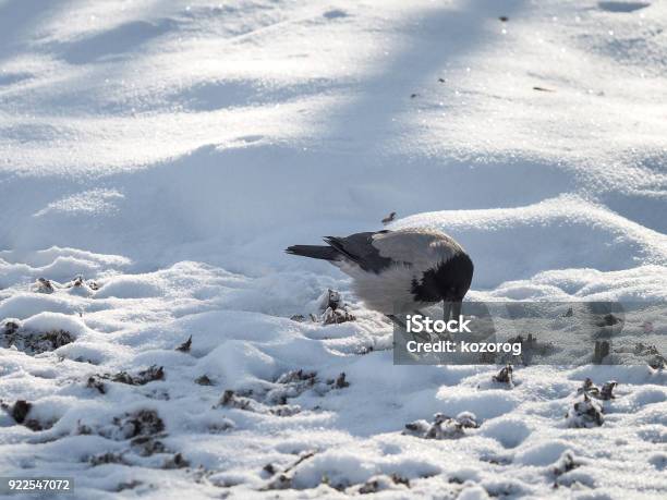 Vogelkrähewinter Im Park Stockfoto und mehr Bilder von Feder - Feder, Fotografie, Gerafft