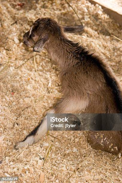 Foto de Recémnascido e mais fotos de stock de Animal - Animal, Animal recém-nascido, Cabra - Mamífero ungulado