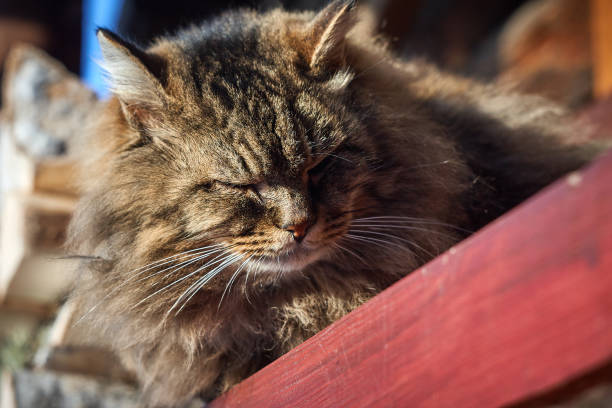 istock wink blink siberian cat head close up 922547648