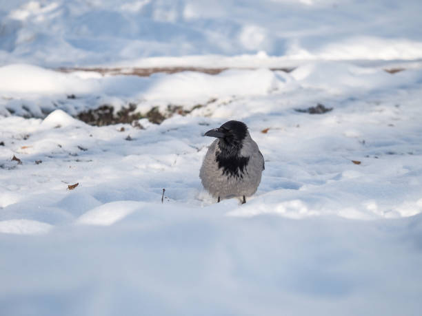 istock Bird crow winter in the Park. 922548344