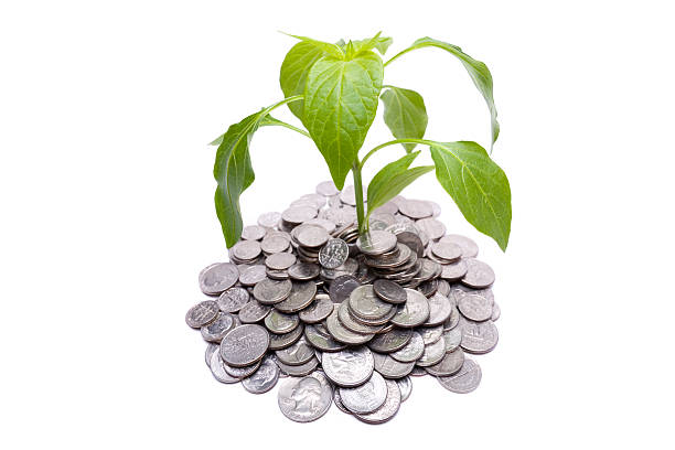 Coins and Plant stock photo
