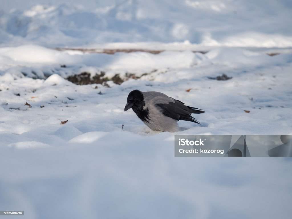 Vogel-Krähe-Winter im Park. - Lizenzfrei Feder Stock-Foto