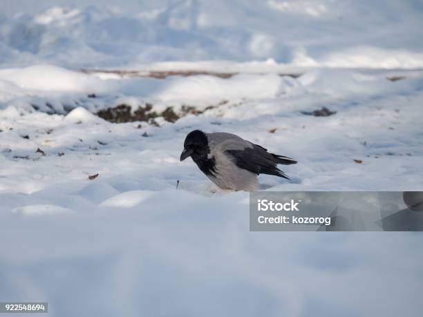 Vogelkrähewinter Im Park Stockfoto und mehr Bilder von Feder - Feder, Fotografie, Gerafft