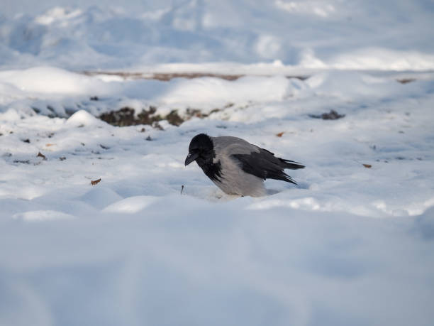 istock Bird crow winter in the Park. 922548694