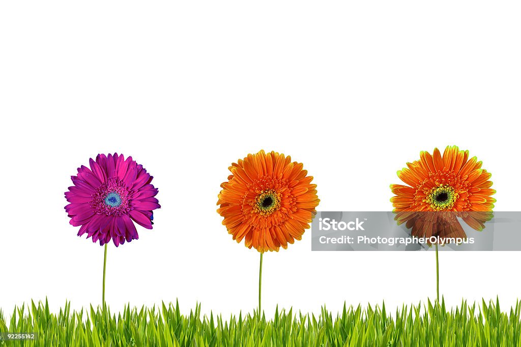 Three gerberas isolated on grass Three gerberas isolated on grass. See also PHOTOS ISOLATED ON WHITE  and Border - Frame Stock Photo