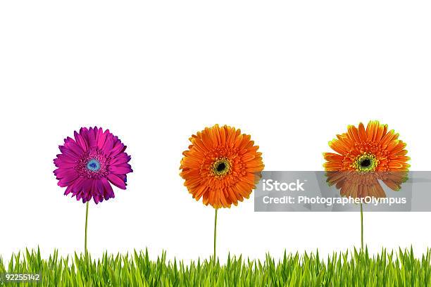 Three Gerberas Isolated On Grass Stock Photo - Download Image Now - Border - Frame, Chlorophyll, Color Image