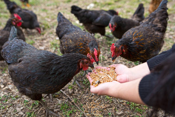 istock Female Hand  Feeding Chicken with Wheat in the Garden 922551434