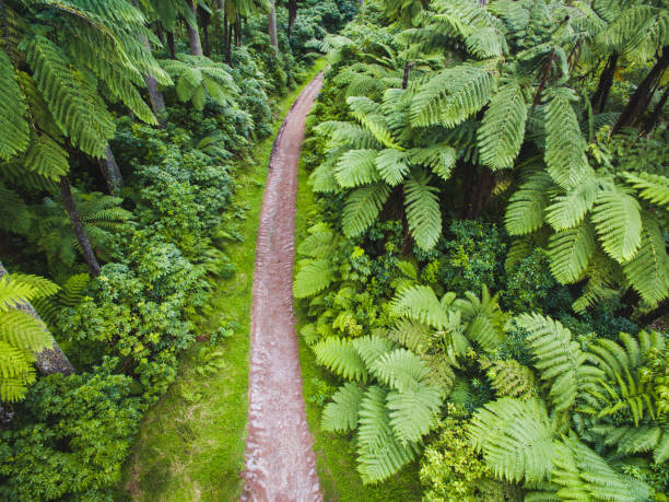 Aerial overhead view of path through forest in Rotorua, New Zealand.