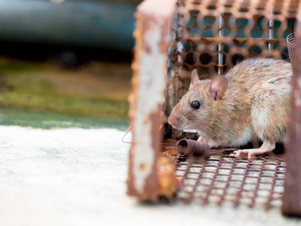 The rat was in a cage catching a rat the rat has contagion the disease to humans such as Leptospirosis, Plague. Homes and dwellings should not have mice. Pet control.Animal contagious diseases prevent la rata estaba en una jaula captura que una rata la rata tiene contagio la enfermedad a los seres humanos tales como leptospirosis, peste. hogares y las viviendas no tienen ratones. control de mascotas. prevenir enfermedades contagiosas de los animales