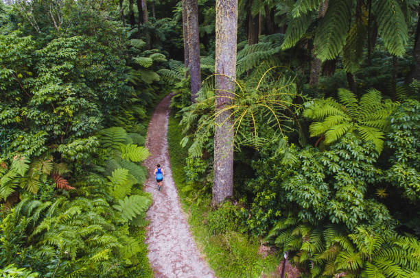 Aerial view of man running through wood. Healthy lifestyle man running in Rotorua, New Zealand. rotorua stock pictures, royalty-free photos & images