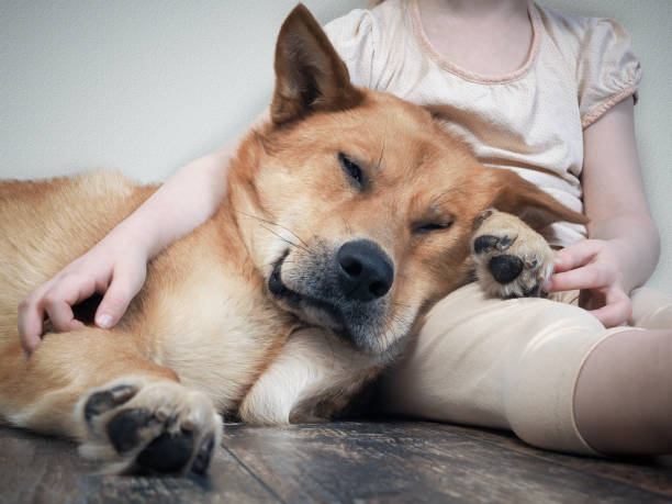 istock The child's hands hugging huge dog 922552922