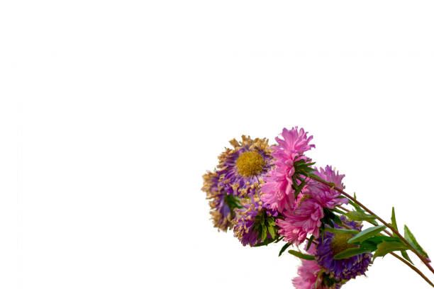 callistephus chinensis Flowers withered , Isolated  on white background