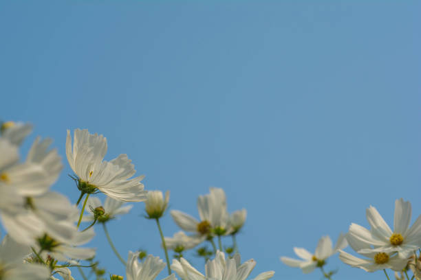 istock White cosmos flowers on sky  background 922555538