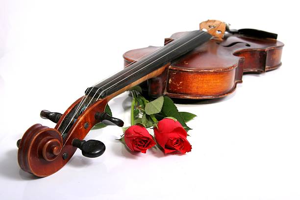 violino e rosas - concertmaster imagens e fotografias de stock