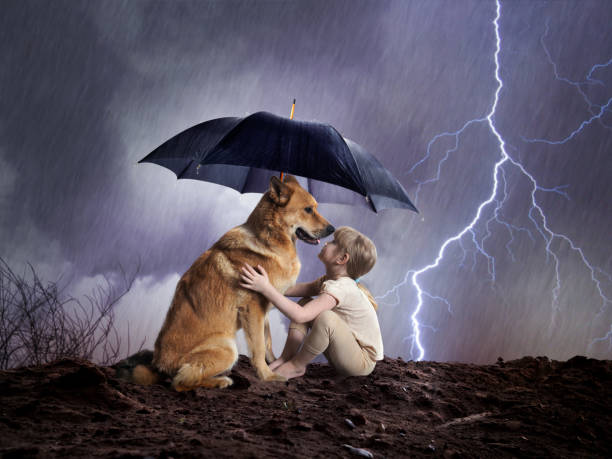500 Animal Rain Shelter Stock Photos, Pictures & Royalty-Free Images - iStock 500 Animal Rain Shelter Stock Photos, Pictures & Royalty-Free Images - iStock