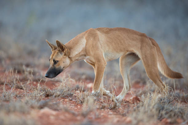 wilden australischen dingo - dingo stock-fotos und bilder