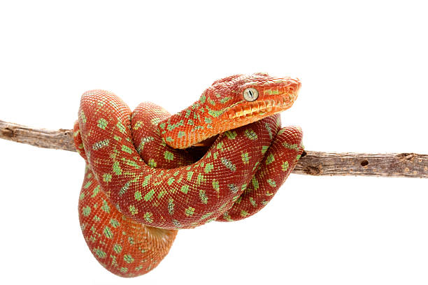 Emerald tree boa  green boa snake corallus caninus stock pictures, royalty-free photos & images