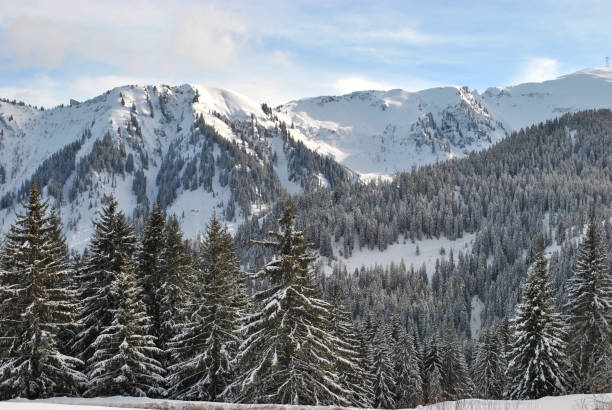 istock Winter forest in the Alps 922556552