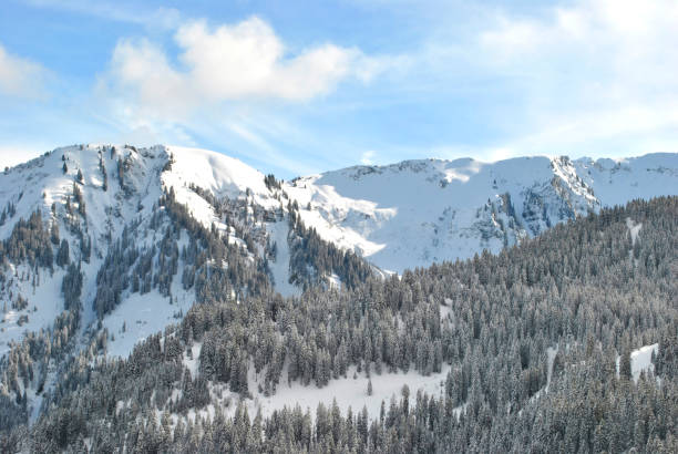 istock Winter forest in the Alps 922556570