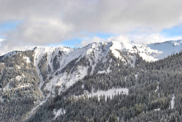 istock Winter forest in the Alps 922556650