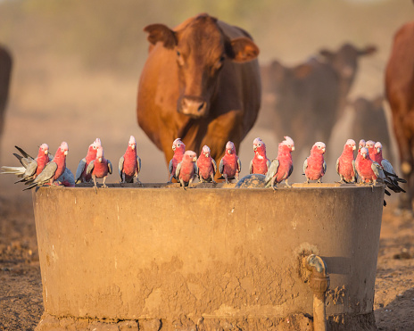Galahs were not willing to give up the trough for the cattle during a drought