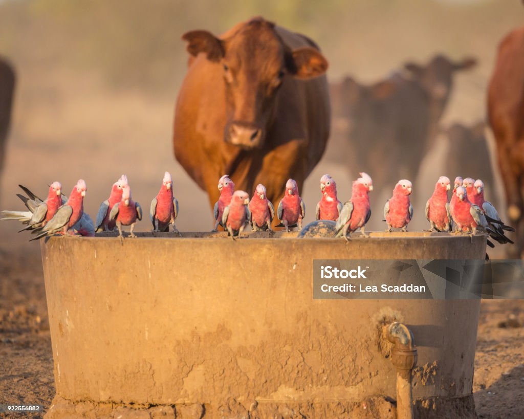 Beber na gamela - Foto de stock de Austrália royalty-free