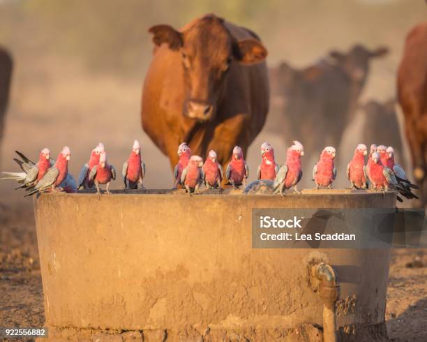 Foto de Beber Na Gamela e mais fotos de stock de Austrália - Austrália, Gado, Agricultura