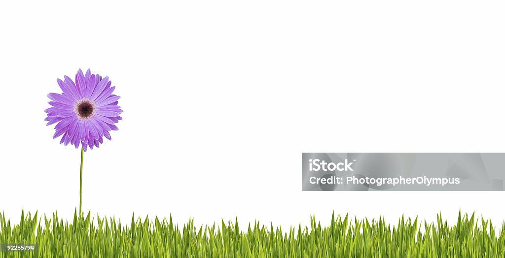 Violet Marguerite isolé sur de l'herbe - Photo de Blanc libre de droits