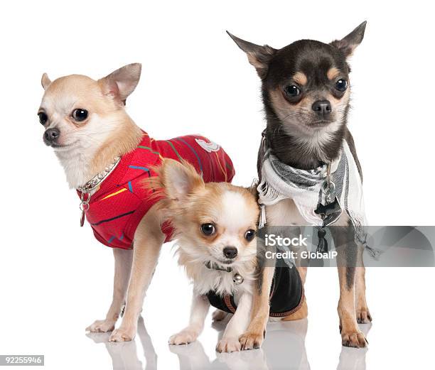Grupo De Três Chihuahua - Fotografias de stock e mais imagens de Coleira - Coleira, Animal, Animal Doméstico