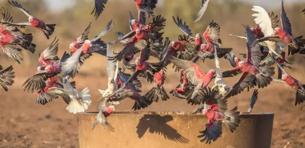 Galahs and Little Corellas all took off when they were startled by something nearby.