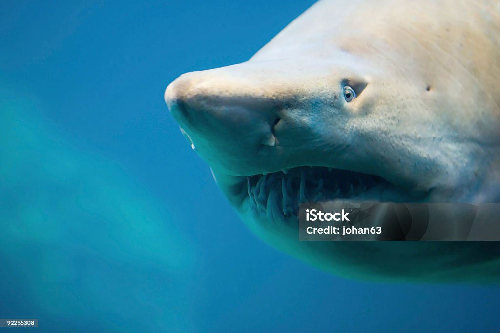 shark - Foto de stock de Animais caçando royalty-free