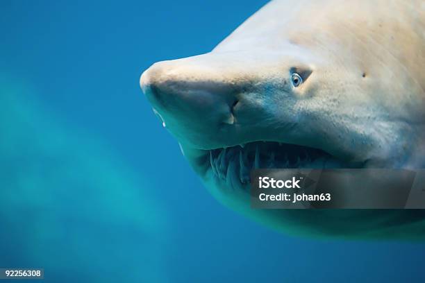 Foto de Shark e mais fotos de stock de Animais caçando - Animais caçando, Animal, Animal selvagem