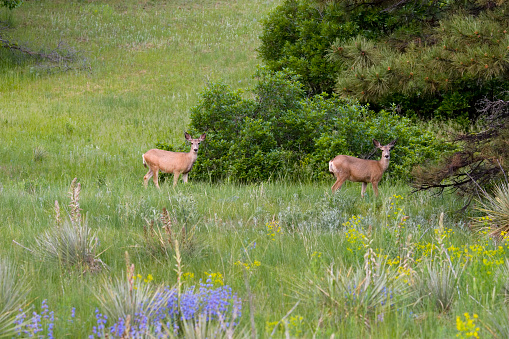 Deer walk through a Colorado meadow blanketed with wildflowers on a beautiful summer day.\n\n\n[img]http://www.istockphoto.com/file_thumbview_approve.php?size=1&id=3683966[/img] [img]http://www.istockphoto.com/file_thumbview_approve.php?size=1&id=10192527[/img] [img]http://www.istockphoto.com/file_thumbview_approve.php?size=1&id=2433753[/img] \n\n[img]http://www.istockphoto.com/file_thumbview_approve.php?size=1&id=7913795[/img] [img]http://www.istockphoto.com/file_thumbview_approve.php?size=1&id=7773246[/img] [img]http://www.istockphoto.com/file_thumbview_approve.php?size=1&id=2231684[/img] \n\n[B][url=http://www.istockphoto.com/file_search.php?action=file&lightboxID=6990940] View more wildlife images from my wildlife light box![/url][/B]