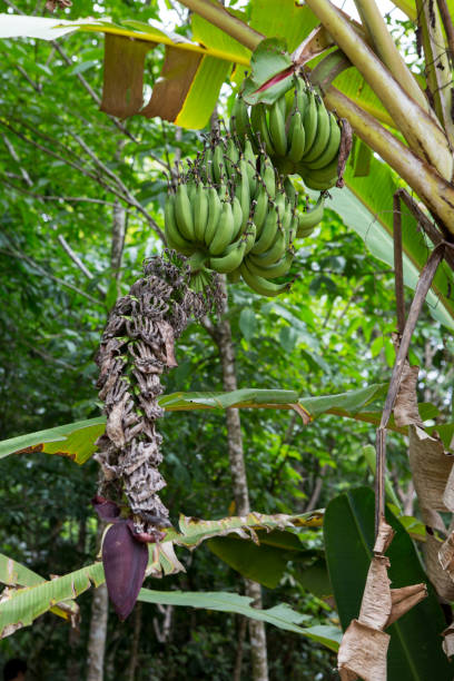 istock Green Unripe banana on banana tree 922564900