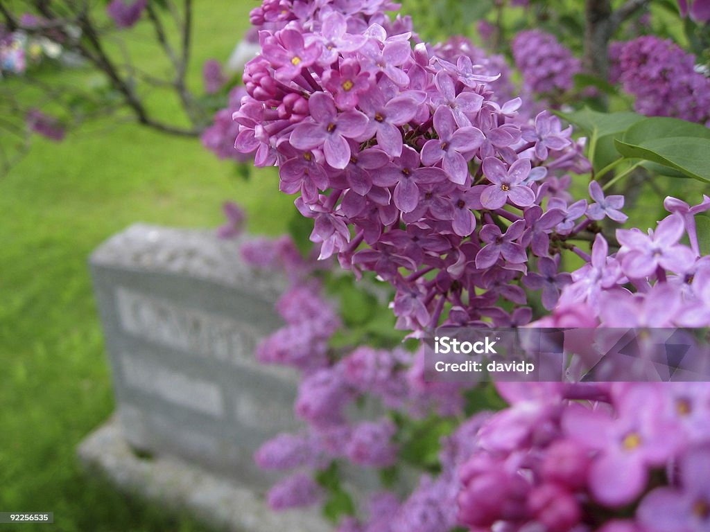 Lila y Gravestone - Foto de stock de Cementerio libre de derechos