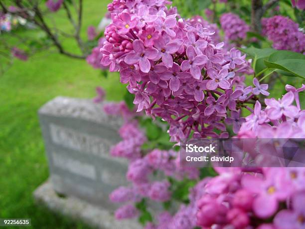 Lila Y Gravestone Foto de stock y más banco de imágenes de Cementerio - Cementerio, Ciclo - Concepto, Ciclo de vida
