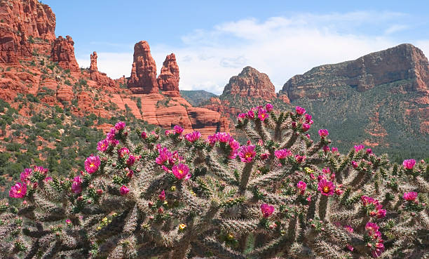 Flowering cactus in front of the red rocks of Sedona, Arizona