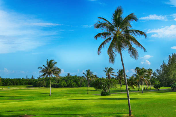 istock Coconut palm in a tropical park 922566324
