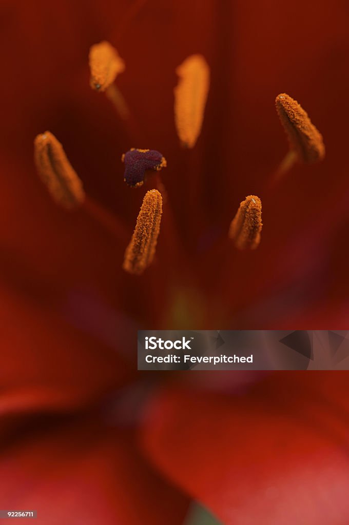 Bela Lilium Asiatic Bloom - Royalty-free Abaixo Foto de stock