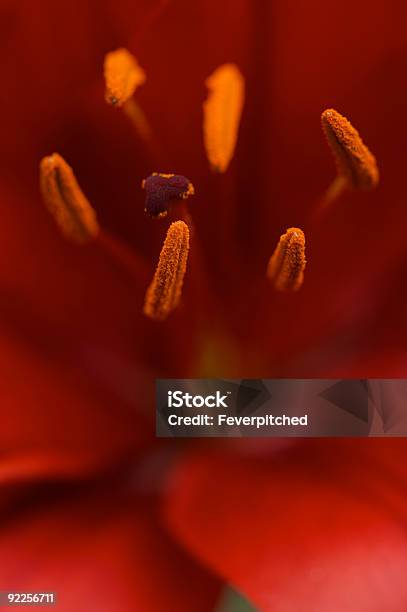 Bela Lilium Asiatic Bloom - Fotografias de stock e mais imagens de Abaixo - Abaixo, Beleza natural, Botão - Estágio de flora