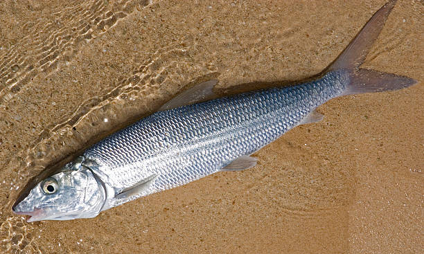 banane de mer - bonefish photos et images de collection