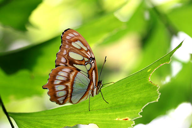 istock Butterfly - Siproeta Stelenes (aka Malachite) 92256881