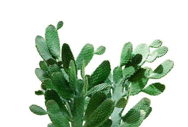 Opuntia cactus. Creative layout. Minimal style still life.