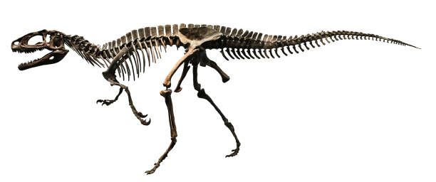 恐竜の化石 (完全なスケル��トン) - animal skeleton ストックフォトと画像